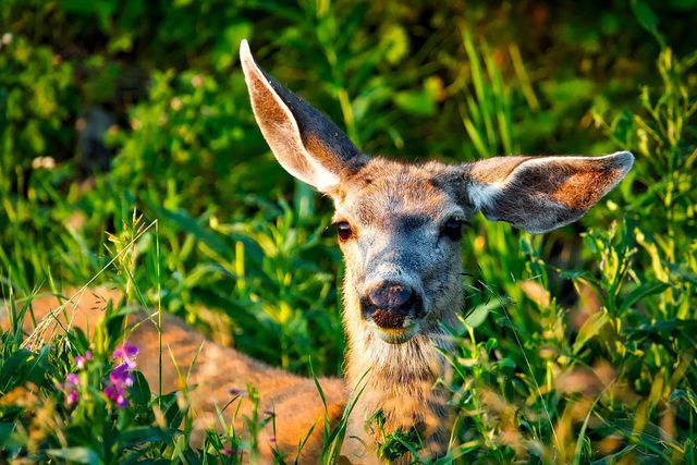 Mule deer have large ears to help hear their predators approaching.