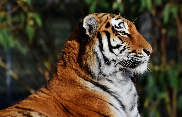 Tiger populations have been decimated by poaching.