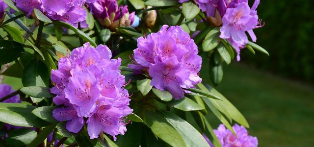 Prächtiger Rhododendron