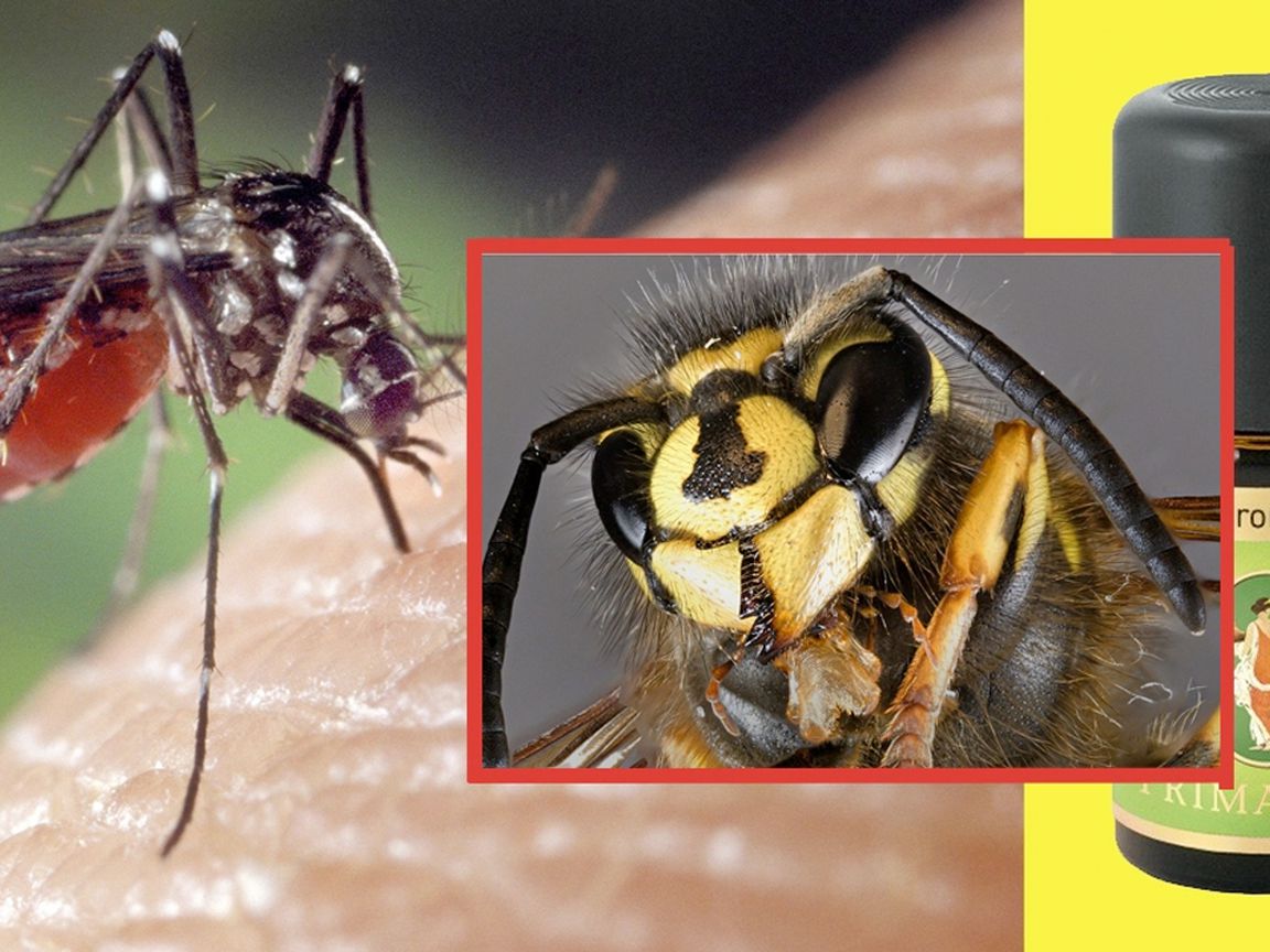 Insekten vertreiben: Mittel gegen Mücken, Wespen & Co. – Utopia.de
