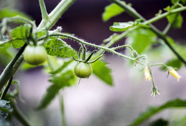 Eine blühende Tomate eignet sich als Lockpflanze