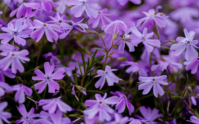 Impress your neighbors with the colorful cascade of creeping phlox.