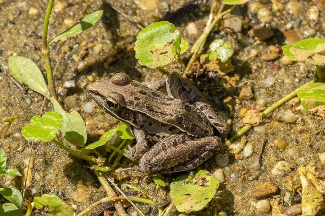 Wildlife of the Grand Canyon includes small amphibians like frogs. 