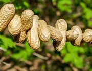 You can easily grow peanut plants at home.