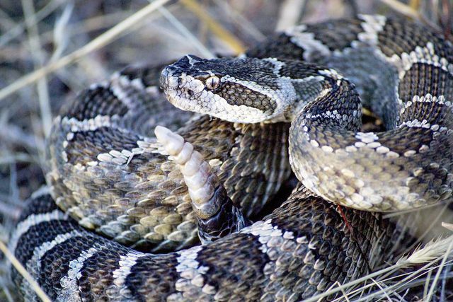 Watch out for rattlesnakes on the trails.
