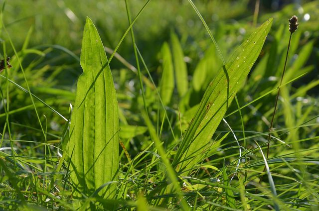 A cough tea can be made from the leaves of the plantain.