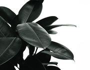 different types of rubber plants