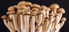Plastic eating mushrooms,