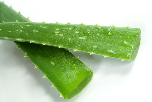 Fresh aloe vera as a home remedy for itching.
