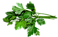 Petersilie mit glatten Blättern gilt als aromatischer.
