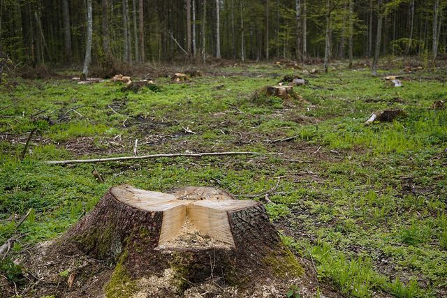 Deforestation is a common example of man-made edge effects.