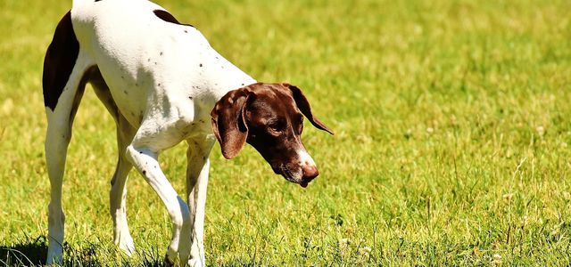 natural tick repellant for dogs