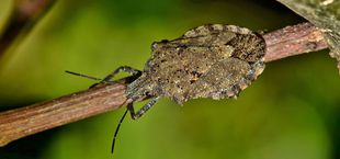 how to get rid of stink bugs home remedy