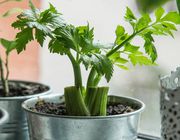 how to regrow celery