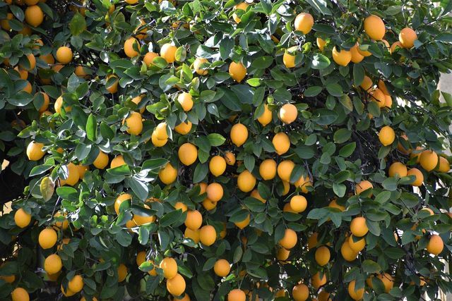 Keep your lemon tree well trimmed and remove older fruit to promote new growth.