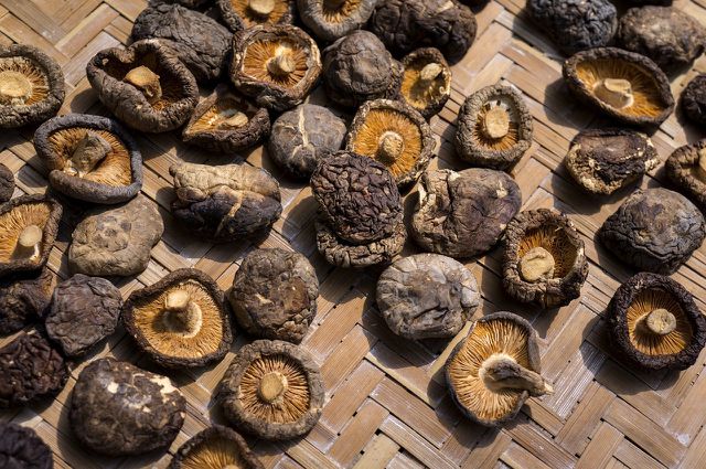 Learning how to dry mushrooms is a great steps towards a zero-waste lifestyle.