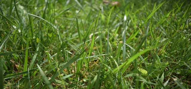 how to remove grass stains
