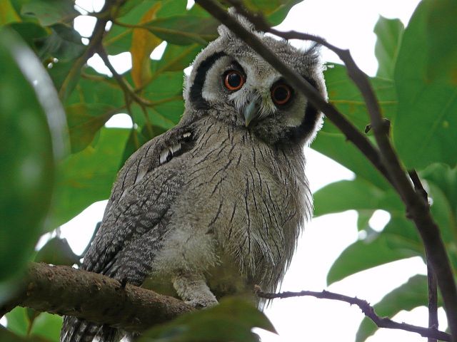 Especially smaller kinds of owls like scops and screech owls are known for munching on spiders.
