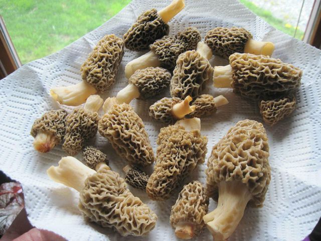 Morels have a short shelf life since they are hollow inside. 