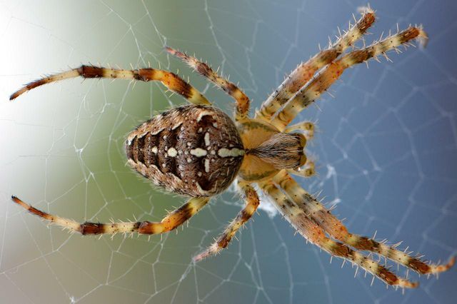 Keep spiders out of your house with white vinegar. 