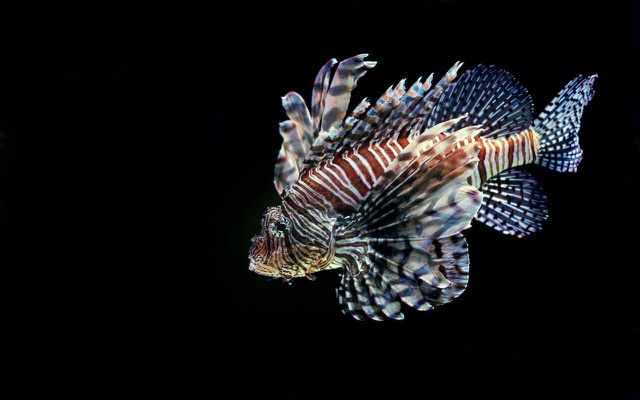 Lionfish are a damaging invasive species that can be made into fish leather.
