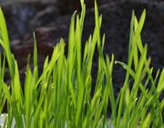what is wheatgrass good for