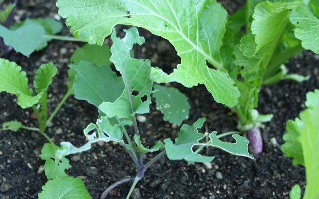 Baue eine Schneckenfalle um Schaden an Jungpflanzen zu vermeiden.