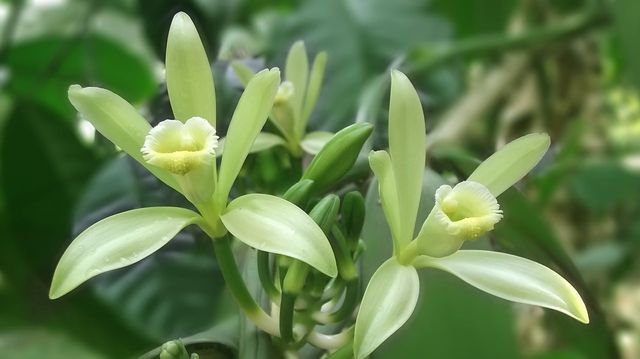 Vanilla pods come from the vanilla orchid. 