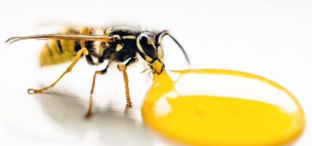 How to get a wasp out of your house