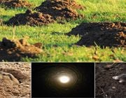 How to get rid of moles in yard home remedy