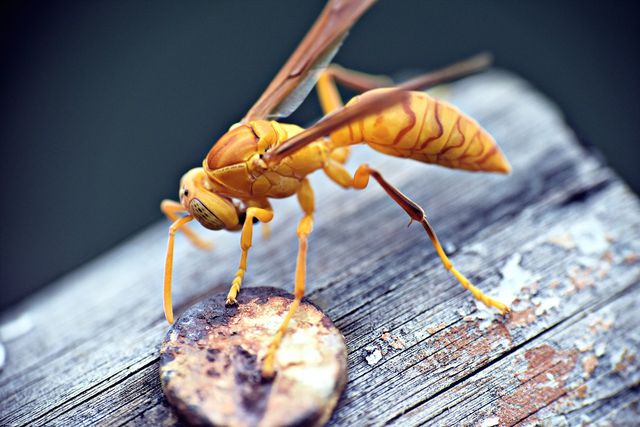 Paper wasps (pictured) and yellow jackets are the most common.