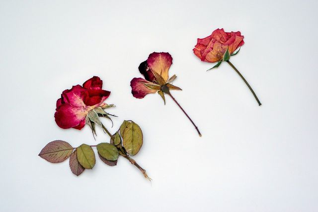 Combine two of these unique Valentine's Day gift ideas by placing pressed flowers inside your love letter.