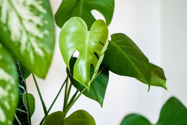 Houseplants are a beautiful way to keep your indoor air clean.