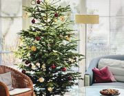 types of real Christmas trees