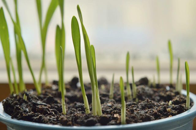 Learning how to grow wheatgrass in soil will allow you harvest multiple times.
