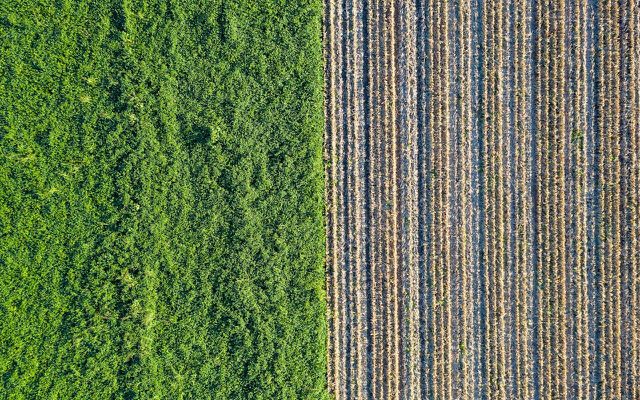An aerial view of a dedicated biomass crop. 