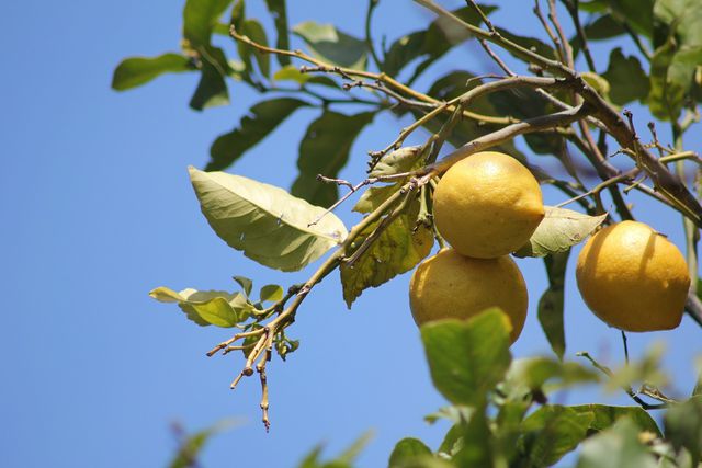 Abgestorbene Äste am Zitronenbaum kannst du rund ums Jahr abschneiden.