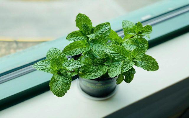Mint should always be planted on its own to avoid having it take over your garden. 