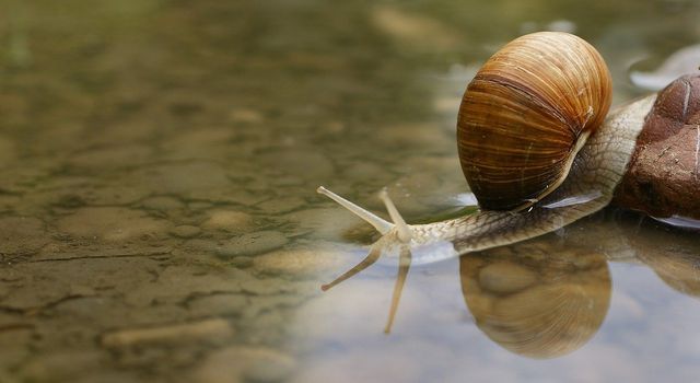 Many snail populations are at risk from climate change.