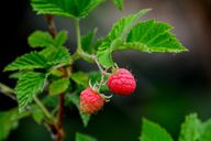 Planting, Pruning And Caring For Raspberry