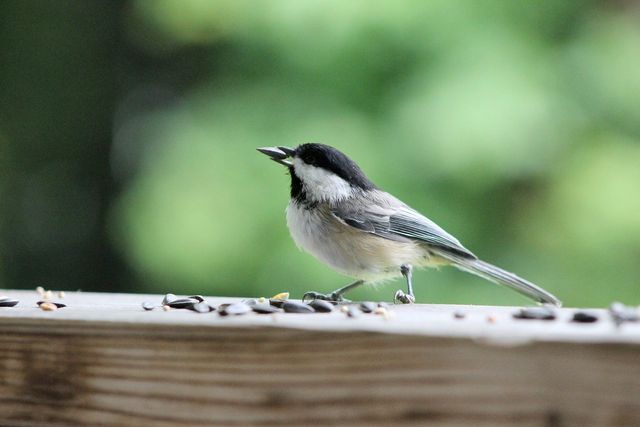Feed the birds in your area this winter using an old thinning sock. 