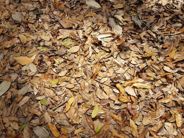 Leaf mold is less likely to cause scorching than compost.