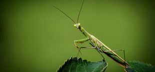 Are praying mantises endangered?