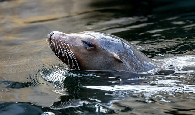 Regulating the fishing industry is one way to help protect sea lions. 