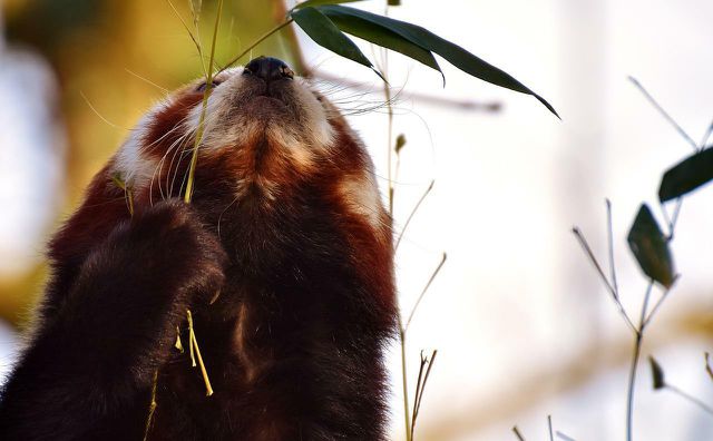 While the red panda and giant panda may not be genetic relatives, they do share a common love for bamboo.