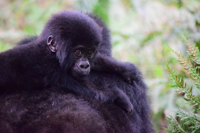 Gorillas reproduce very slowly, making it extra difficult to restore their numbers.