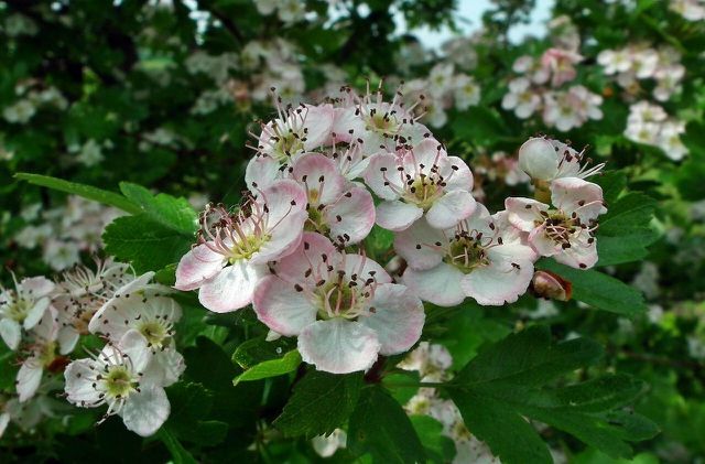 Apple-blossom-like flowers are the first sign of an aronia shrub.
