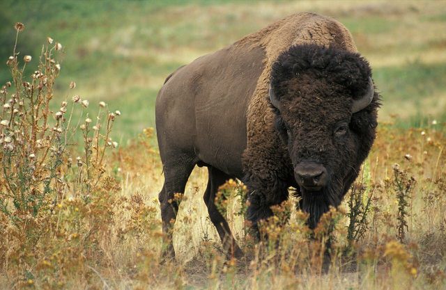 Bison are regularly spotted in the Grand Canyon. 