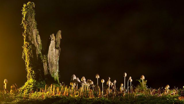 Though humans are infringing upon a dangerous path towards climate change, fungi mycelium has many superpowers that can be used to combat it.