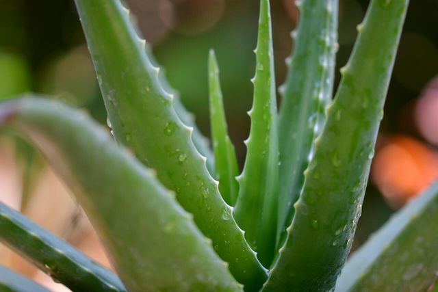 Aloe vera plants have a ton of uses around the home. 